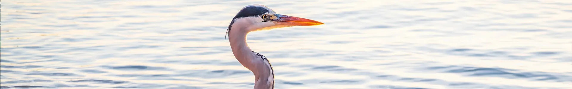 Peaceful Bird on water