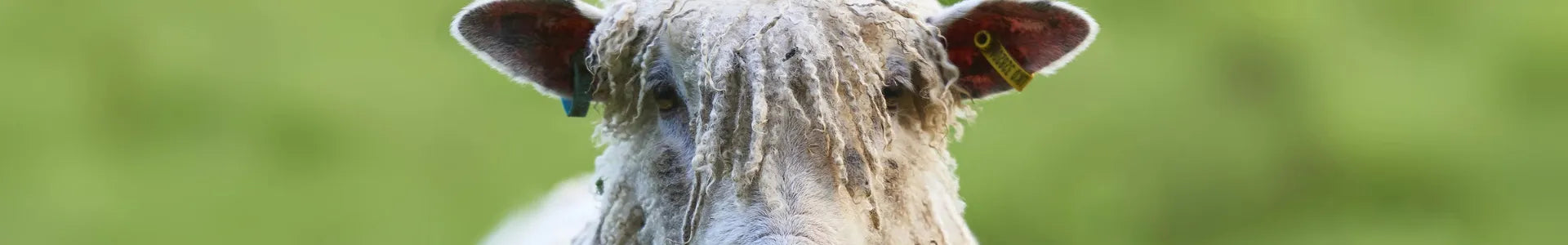 Front facing Woolly Sheep