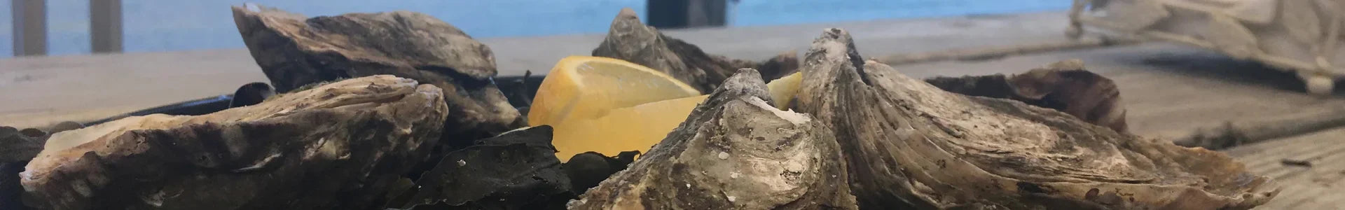 Picture of Oysters on sea side background