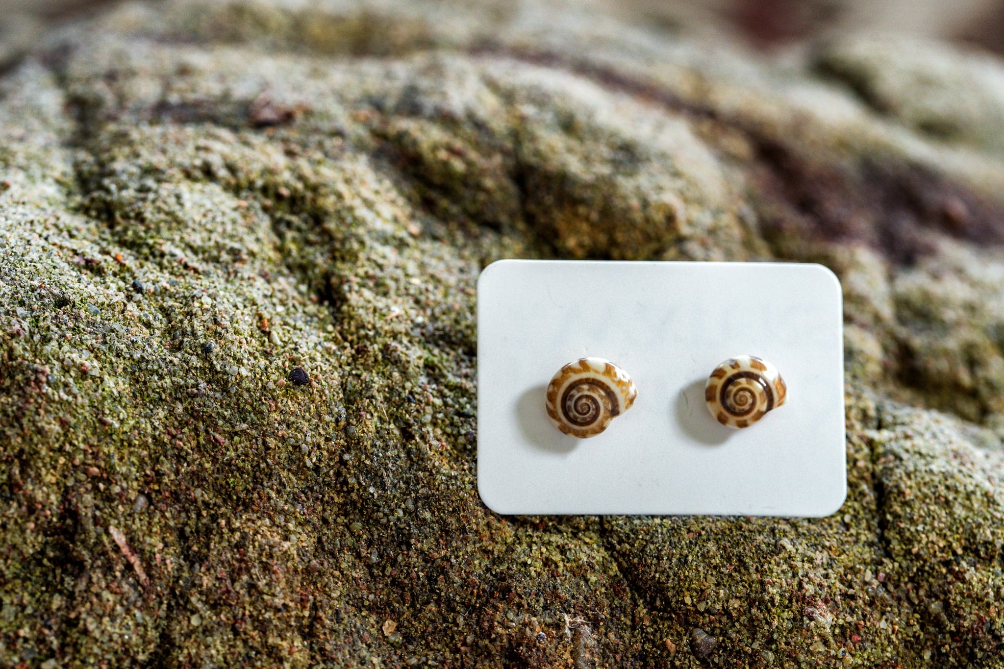 Planted By the Waters Earrings - Shell Studs