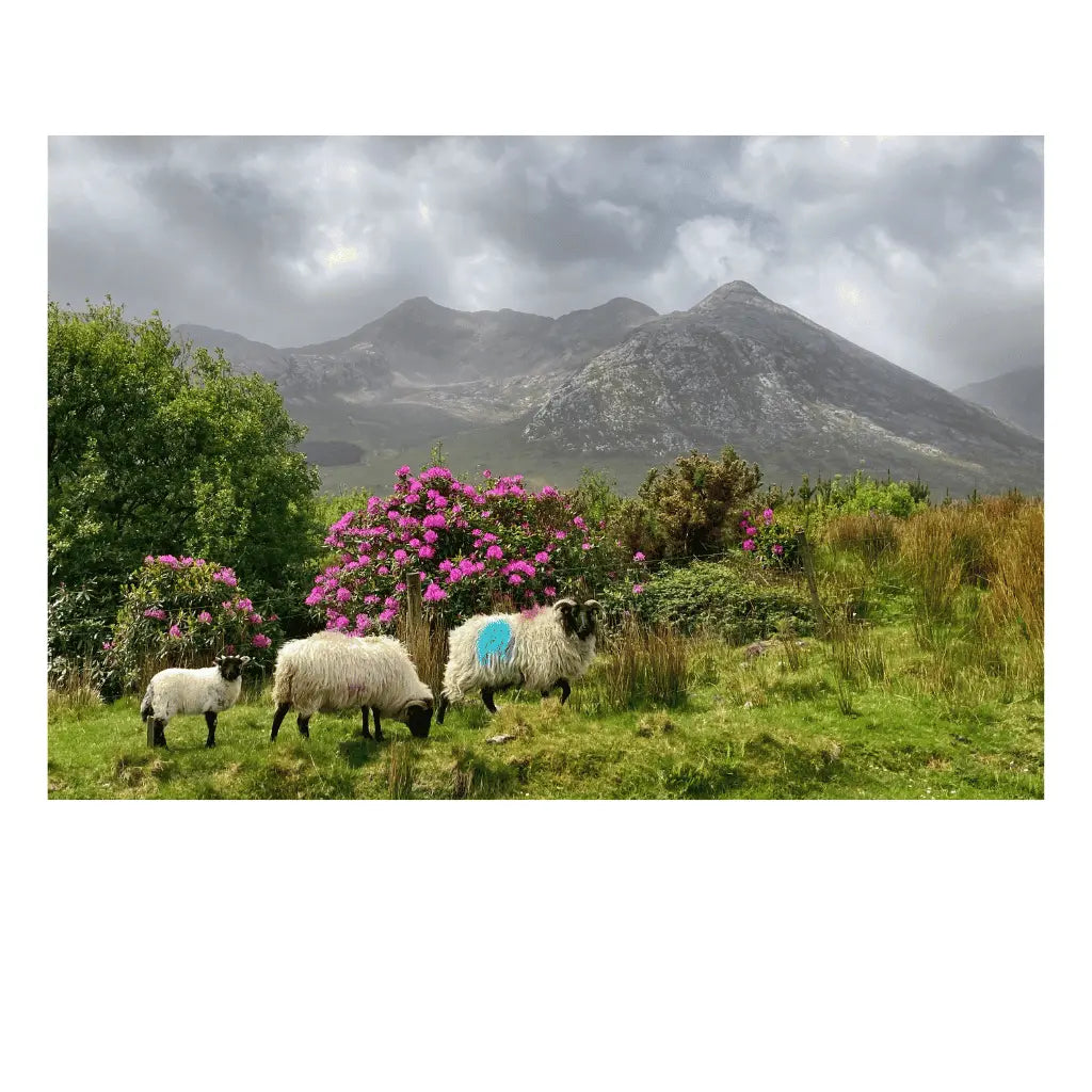 Sean Tomkins Sean Tomkins Print - 12 Bens Connemara Co Galway