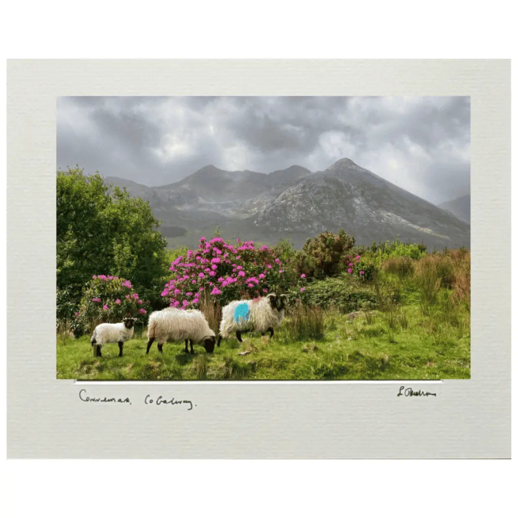 Sean Tomkins Sean Tomkins Print - 12 Bens Connemara Co Galway