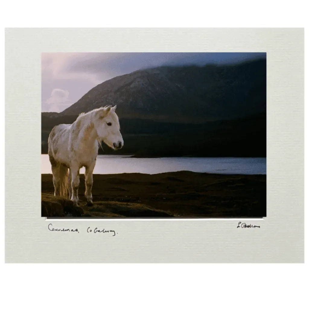 Sean Tomkins Sean Tomkins Print - Connemara Co Galway Pony
