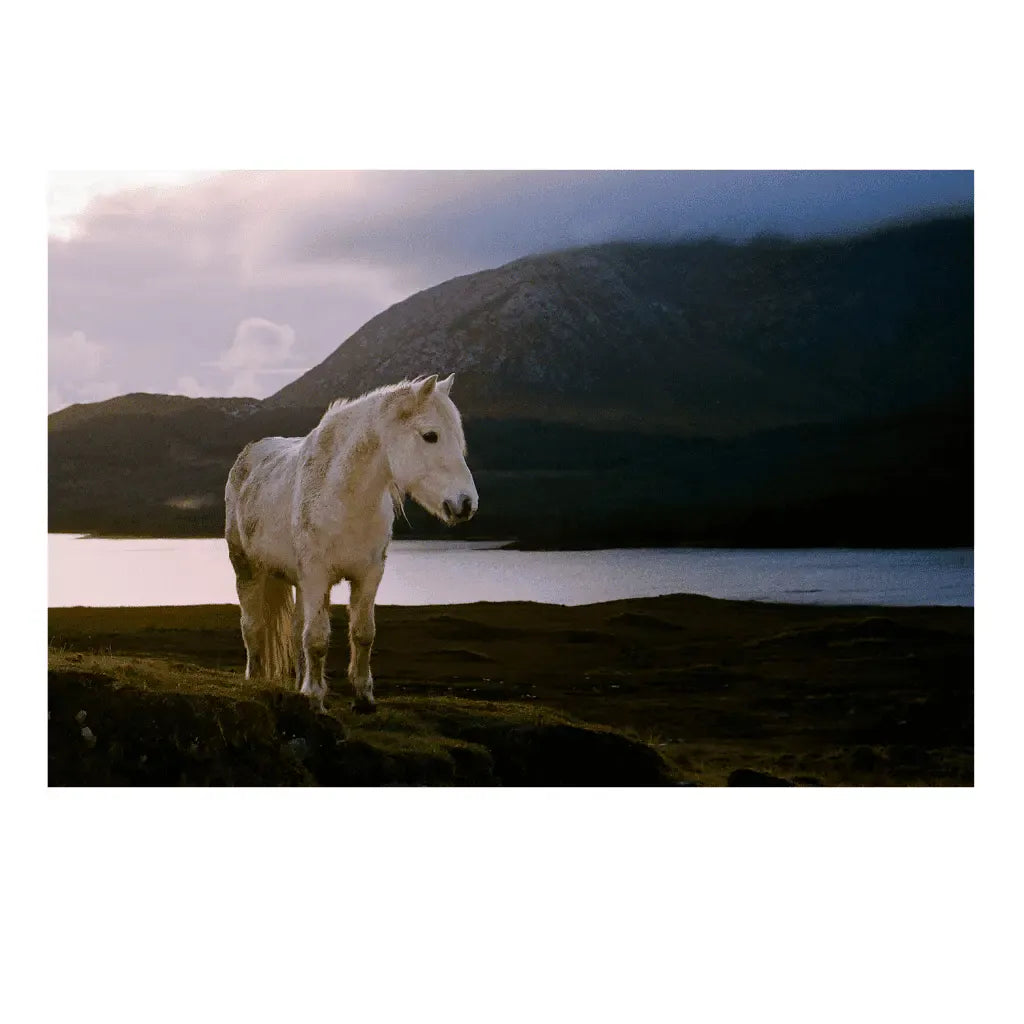 Sean Tomkins Sean Tomkins Print - Connemara Co Galway Pony