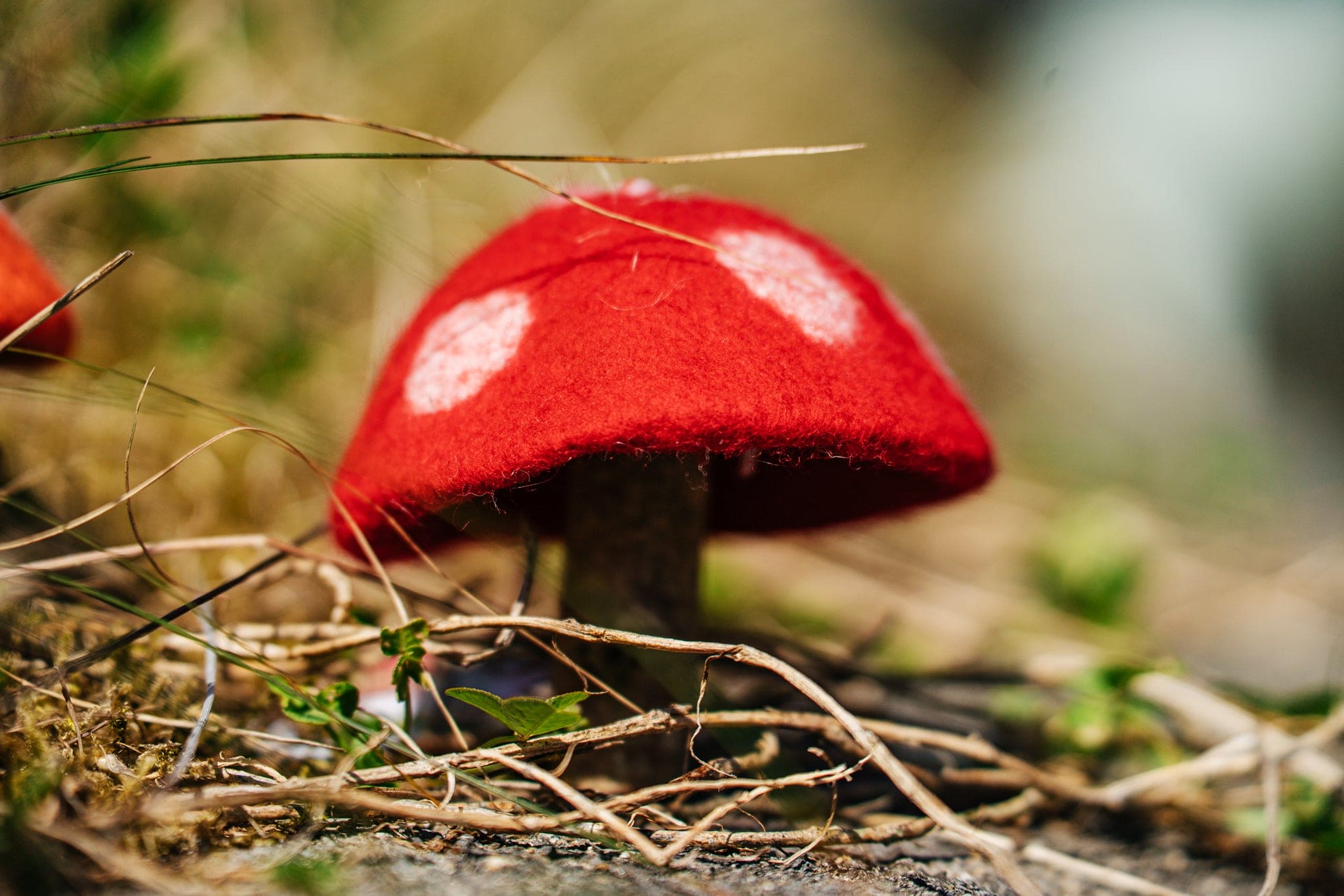 Tamzen Lundy Designs - Rainbow Toadstools