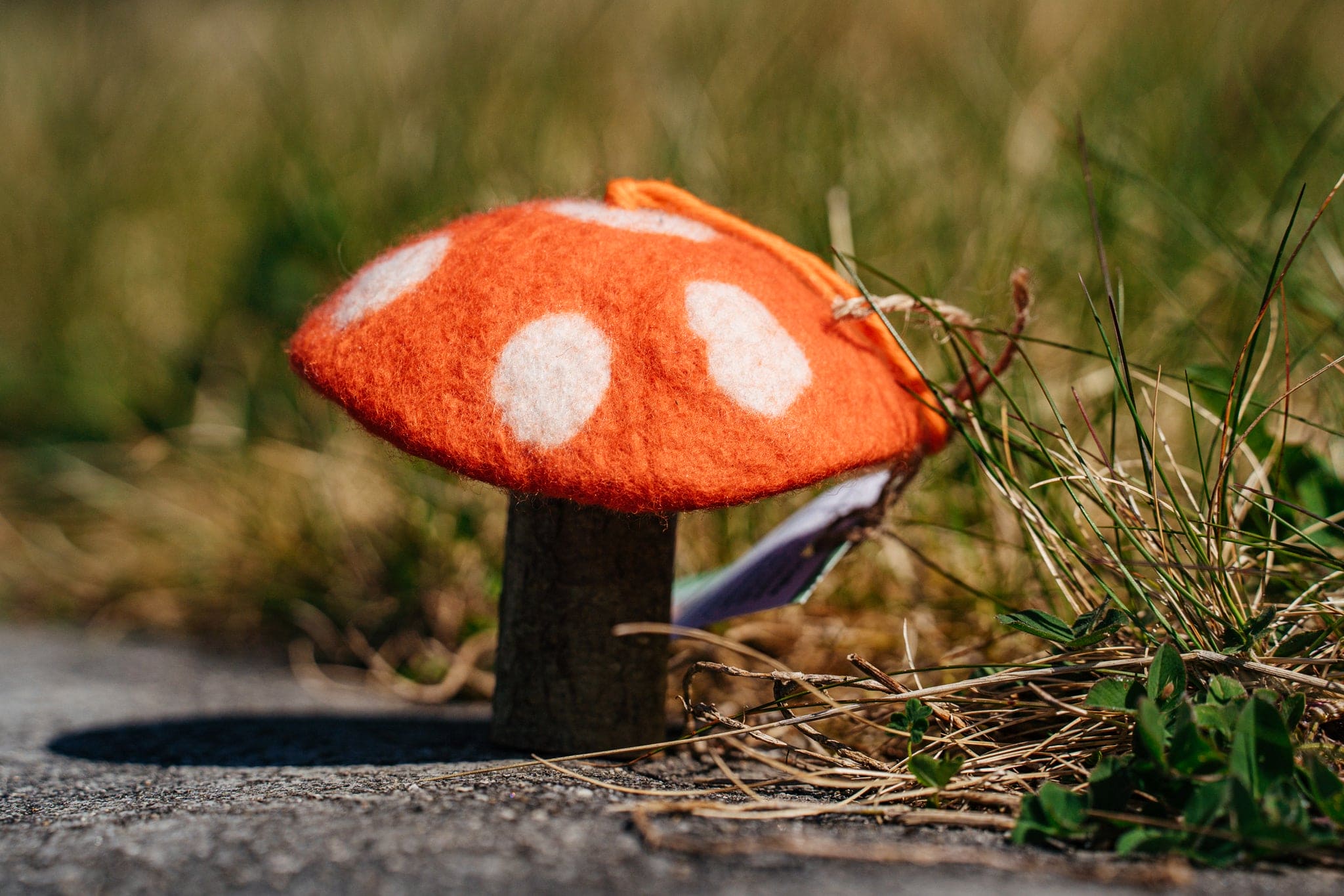 Tamzen Lundy Designs - Rainbow Toadstools