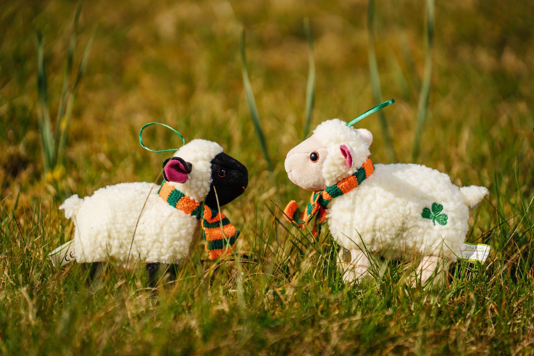 Irish Lamb Teddy