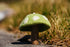 Tamzen Lundy Designs Green Tamzen Lundy Designs - Rainbow Toadstools