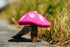 Tamzen Lundy Designs Pink Tamzen Lundy Designs - Rainbow Toadstools